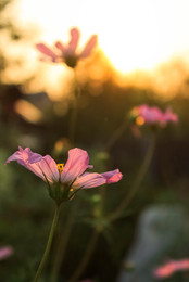 Kosmeya garden / ***