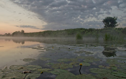 Potbelly bloom at dawn / ***