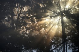 About morning light / ***
