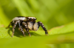 Small spider with boxing gloves / ***