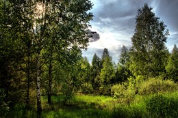 mysterious forest / ***