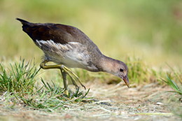 Moorhen. / ***