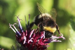 Furry bumblebee / ***