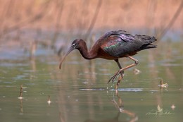 Glossy Ibis / ___