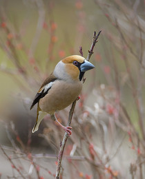 Grosbeak / ***