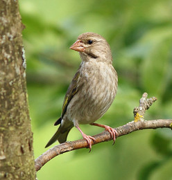 Young greenfinch / ..........................