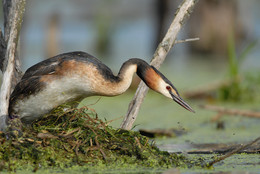 Derailment of the nest / ***