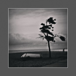 A lone pine tree on the shore of the Black Sea / ***