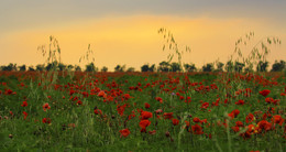 The June evening, the Crimean / ***