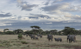 &quot;African twilight&quot; (Mount Kilimanjaro) / ***