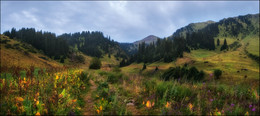 Mountain herbs / ***