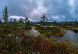 Cloudy evening in the swamp. / ***