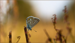 Copper-butterfly / ***
