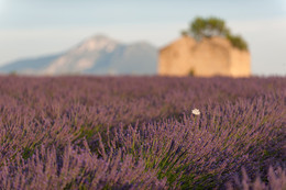 Lavender sunset / ***