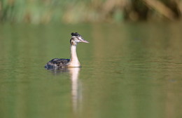 A young great crested grebe. / ***