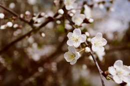 Spring / ***
