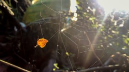 leaf in the web / ***