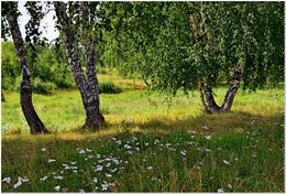 Birch edge / ***