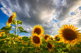 Summer heat, sunflowers / ***