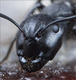 Portrait of an ant / ***