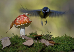 One Flew Over the ... / ***