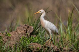 Careful Heron / ***