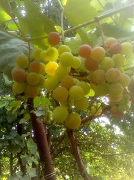 grapes ripen / ***