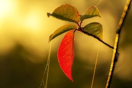 The thing to fall / ***