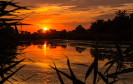 Sunset in the swamp / ***