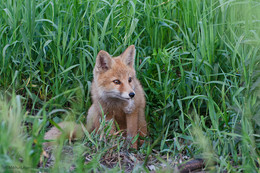 What hides the tall grass ... / ***