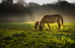 Synchronicity feelings / ***