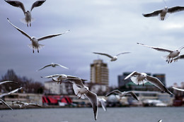 Seagulls / ***