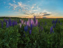 Watercolor lupines. / ***