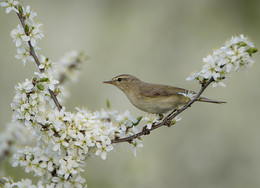 Spring etude. / ***