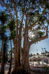 eucalyptus / ***