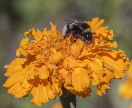 Bumblebee on a flower / ***