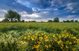Flower showers / ***