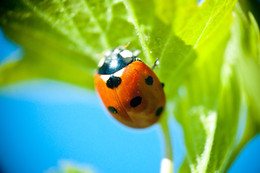 Ladybug / ***