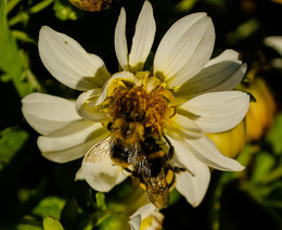 the struggle for a tidbit / ***