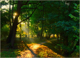in the park / ***