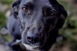 Four legs, a wet nose and a very smart look ... / ***