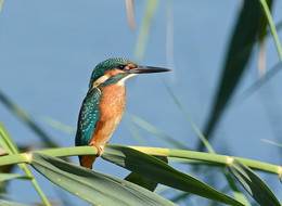 Kingfisher. / ***