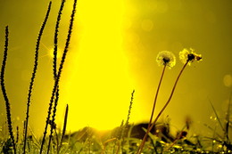 Not the full picture / ***