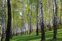 Birch Grove. / ***