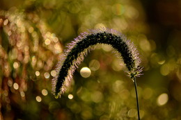 Morning in September. / ***