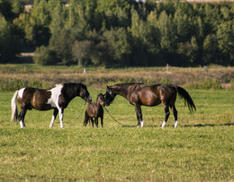 Meadow / ***