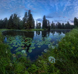 Pond in the park. / ***