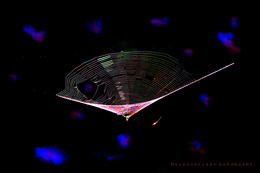 Gossamer - plate. / ***