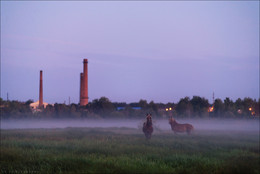 Morning Dawn / ***