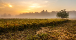 Autumn fields I wandered ... / ***